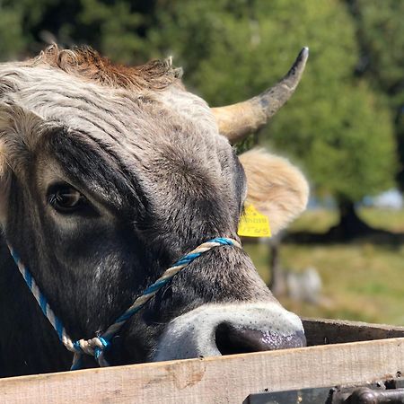 Sule Hof Agriturismo オルティゼーイ エクステリア 写真