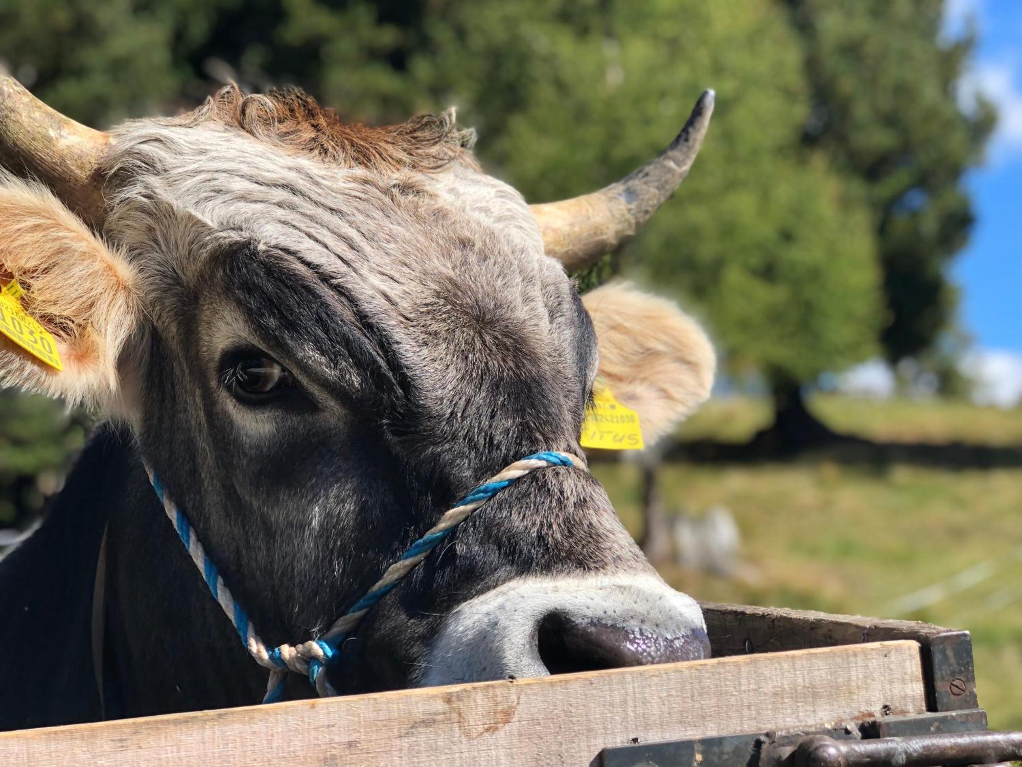 Sule Hof Agriturismo オルティゼーイ エクステリア 写真