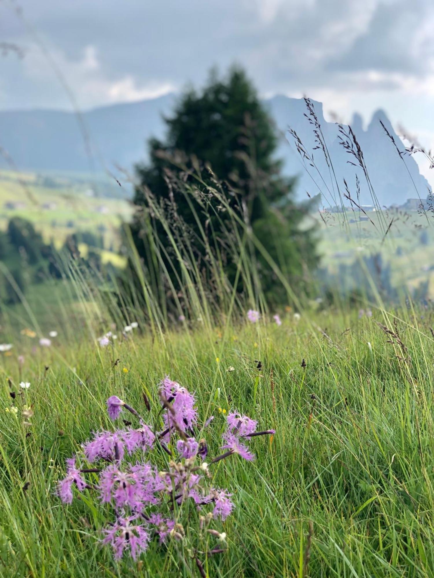 Sule Hof Agriturismo オルティゼーイ エクステリア 写真